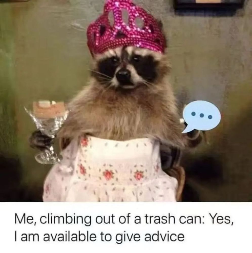 The picture says “me climbing out of a trash can: yes I am available to give advice” and the image is a raccoon wearing a tiara. 