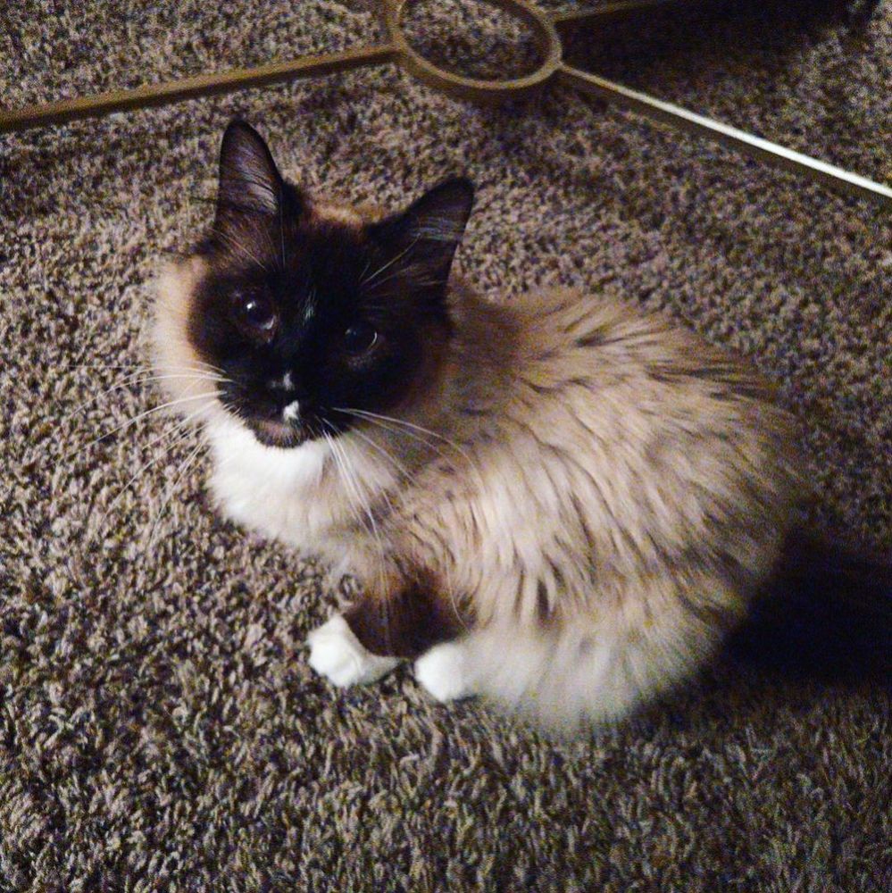 the same cats sitting on the ground, looking up the camera.