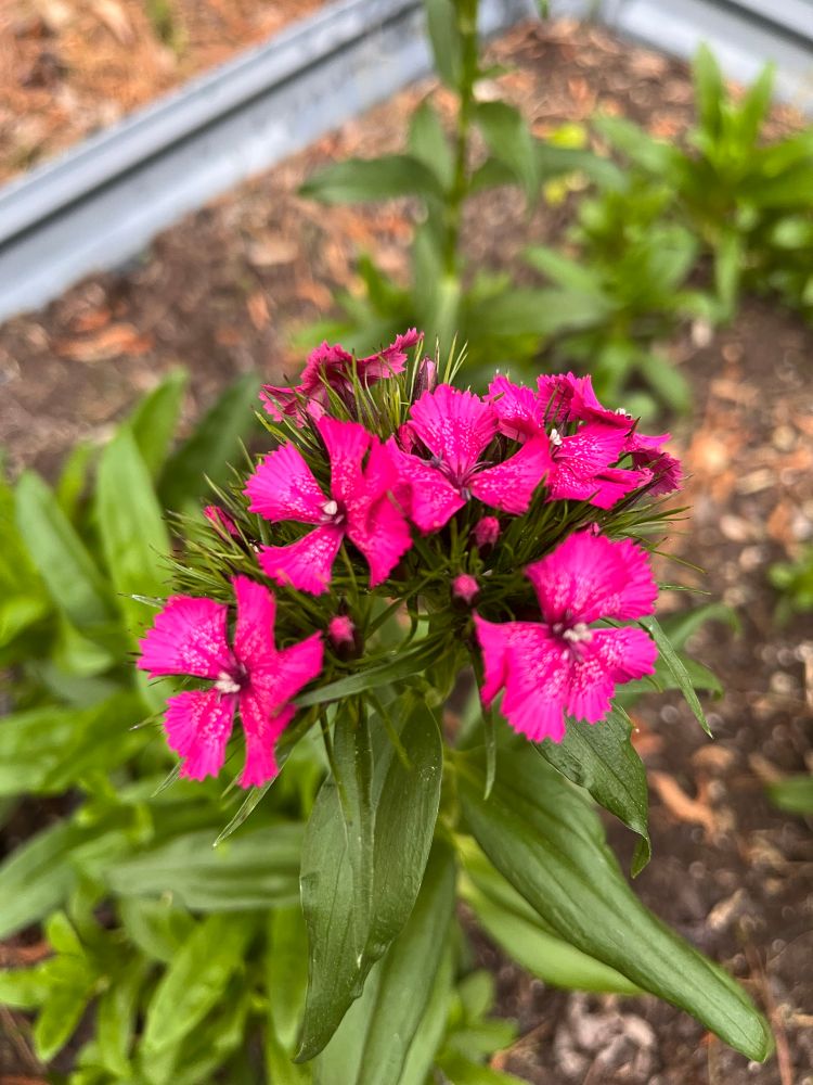 Photo showing a beautiful first bloom of Sweet William from a very excited amateur gardener, Samira Musah:-)
