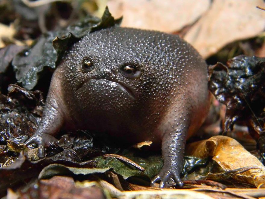A small very brown frog standing on all four legs, staring at the camera with a very grumpy expression on the face.