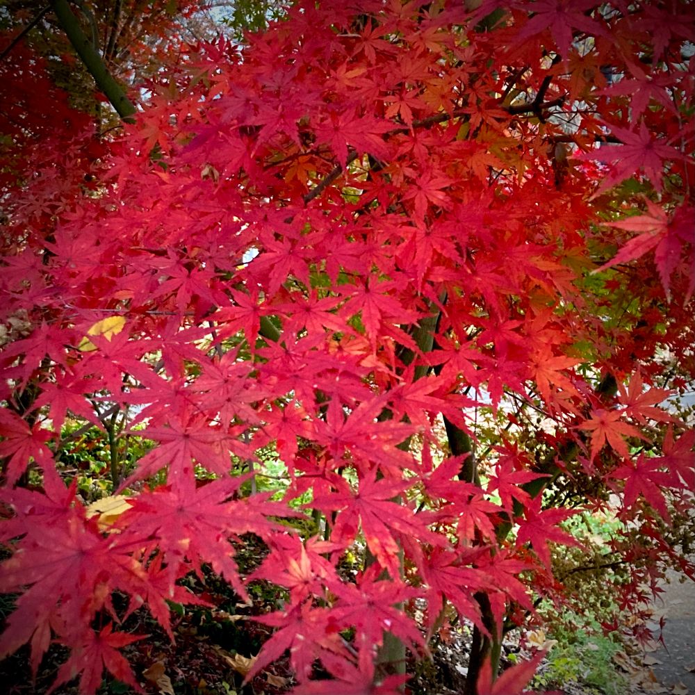 Maple tree with flaming red leaves in the fall