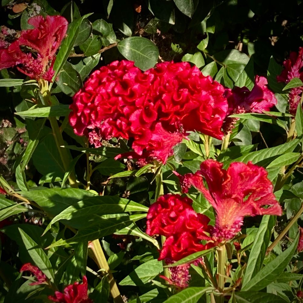 Red flowers in University City Missouri 