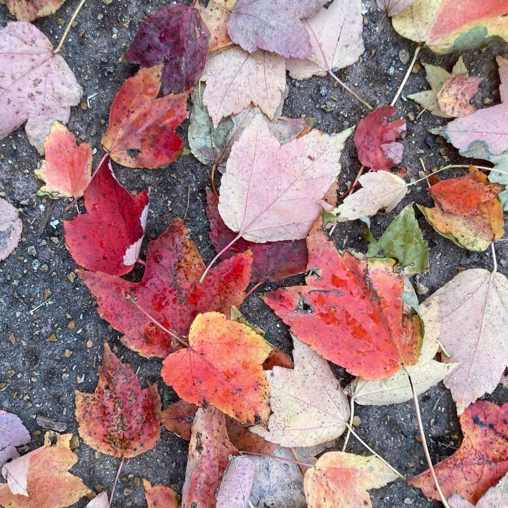 Colorful fall leaves on the sidewalk 