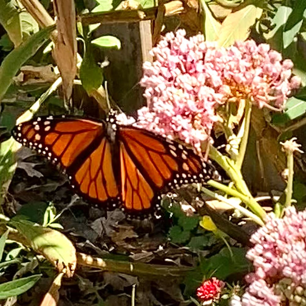Monarch on swamp milkweed 