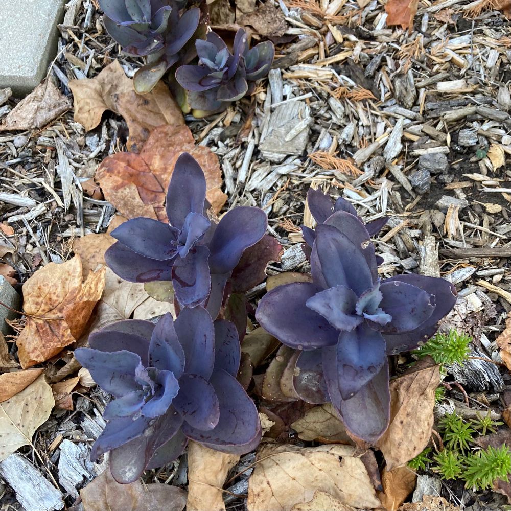 Purple stonecrop has been growing nicely, even in the heat, with little water. 