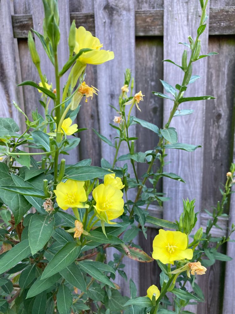 What is this primrose called? I wanted the short, compact Missouri primrose but have this instead. 