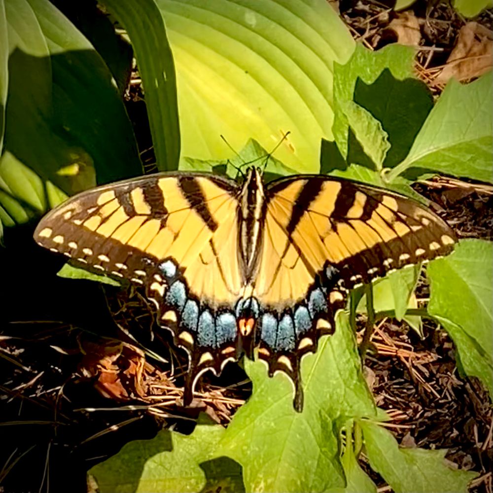 Tiger swallowtail butterfly 