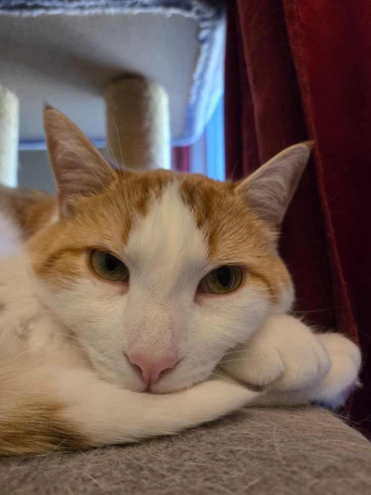 My floofy orange and white cat nestling his chin on his paw and tail, looking riiiiight at me