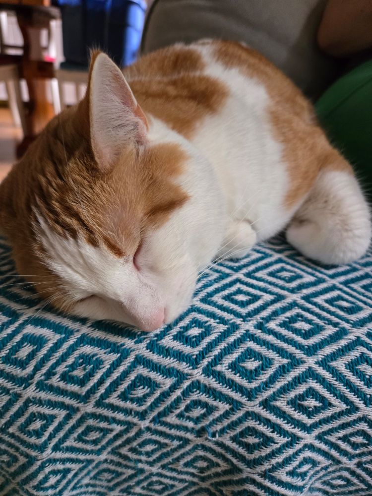 My orange and white cat resting his head for a minute.