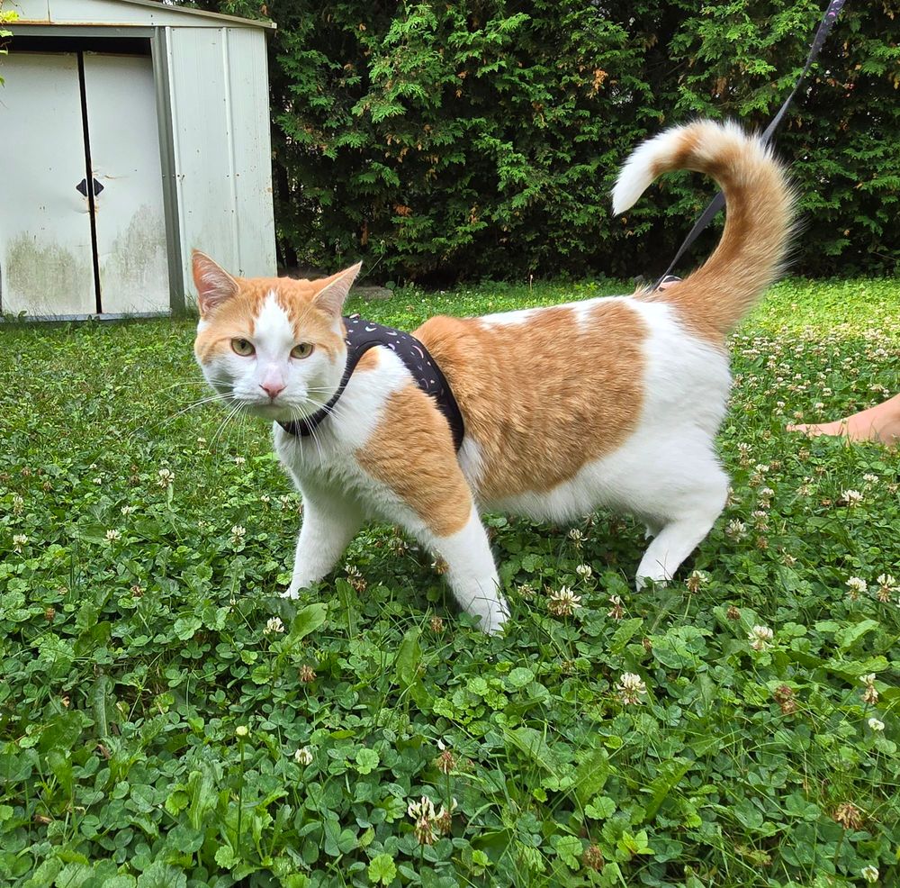 My fluffy orange and white cat outside in the clover and grass, his tail up and curled around.