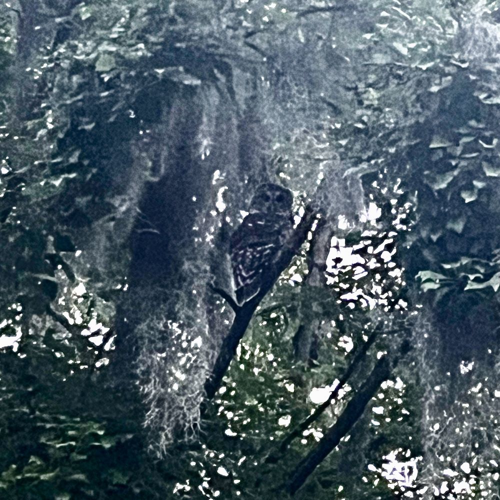 A bad photograph of a barred owl perched in a tree in Savannah, Georgia's Ardsley Park-Chatham Crescent Historic District.