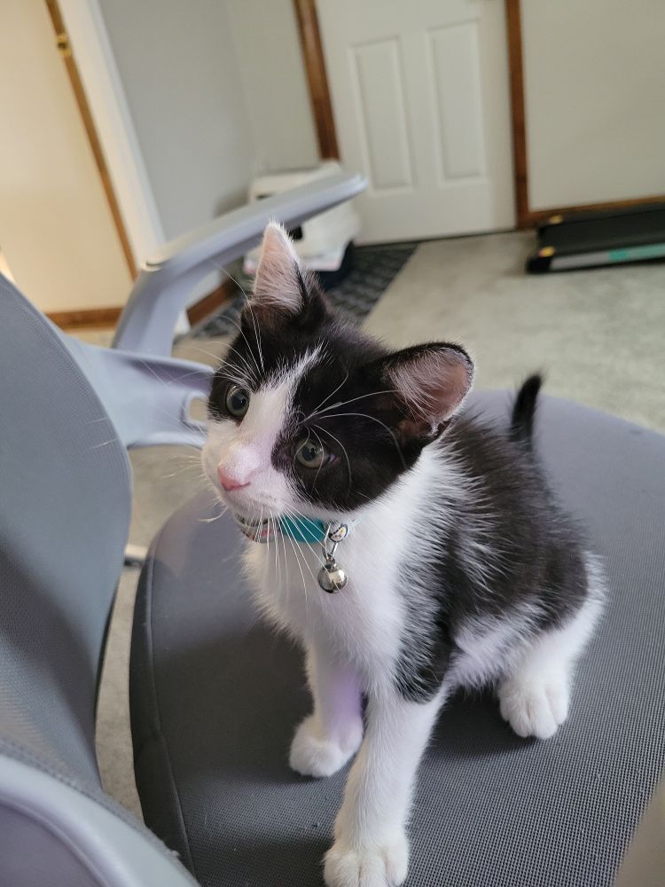 A picture of a black, bicolor two month old cat.
