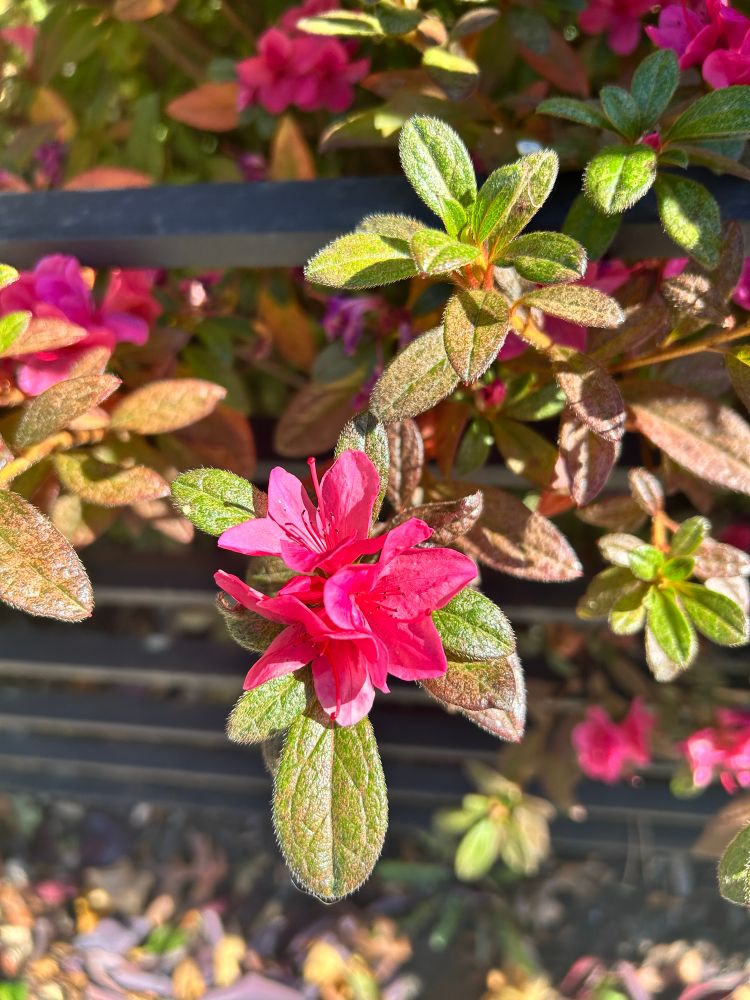 Pink Rhododendron ✨