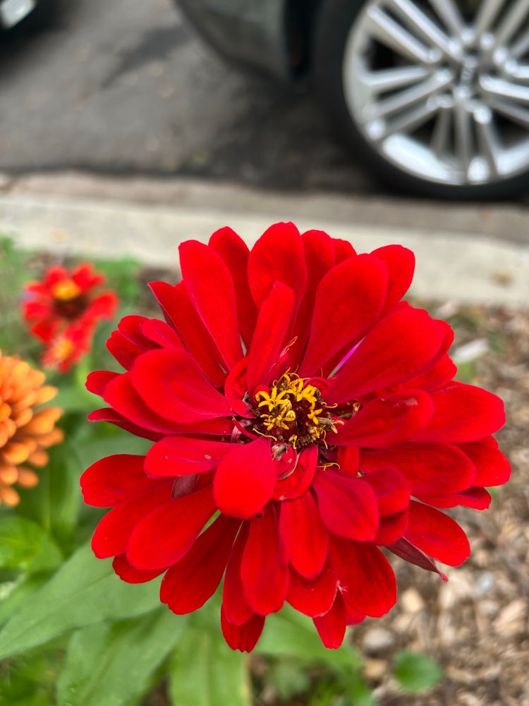 Red Zinnia ✨