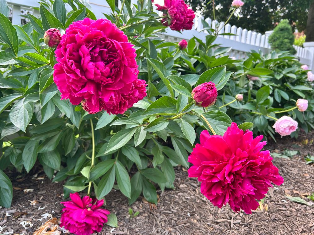 Simple pretty (up front) hot pink garden Peony’s - w it’s cute light pink sister Peony’s photo bombing (in the background 🤣)✨