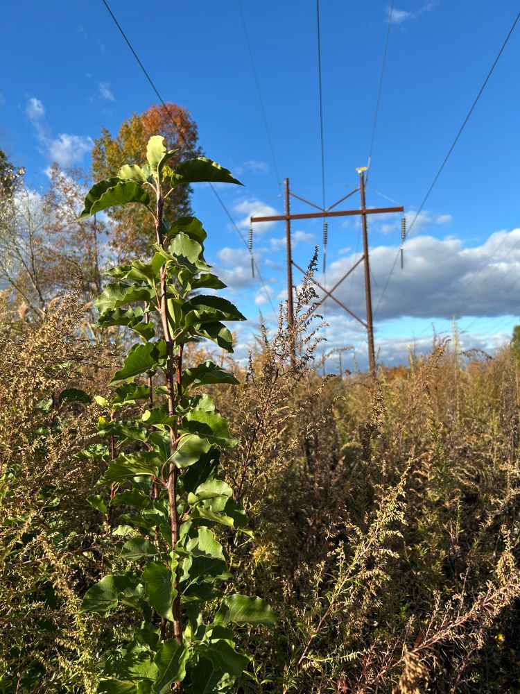 plant and sky, with a power line structure 