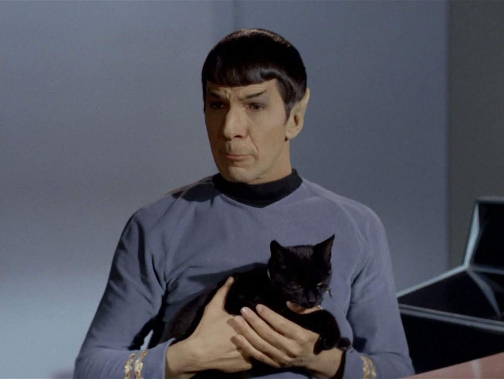 The Original Series shot. Spock is sitting in a chair and holding a black cat in his lap. It's not a chonky cat, but also not kitten size. There's no caption, it's just Spock with a cat. Honestly I wouldn't have taken Vulcans for cat people. Hard to imagine them cleaning littler boxes or opening up a can of fancy feast for Sprinkles or having little cat toys laying around their quarters. Seems illogical when they could be doing science or something more productive. But on the other hand, they are an advanced species and so there's gotta be something to the emotional and spiritual benefits of pet ownership. Anyways, no caption here, have a great day everyone.  