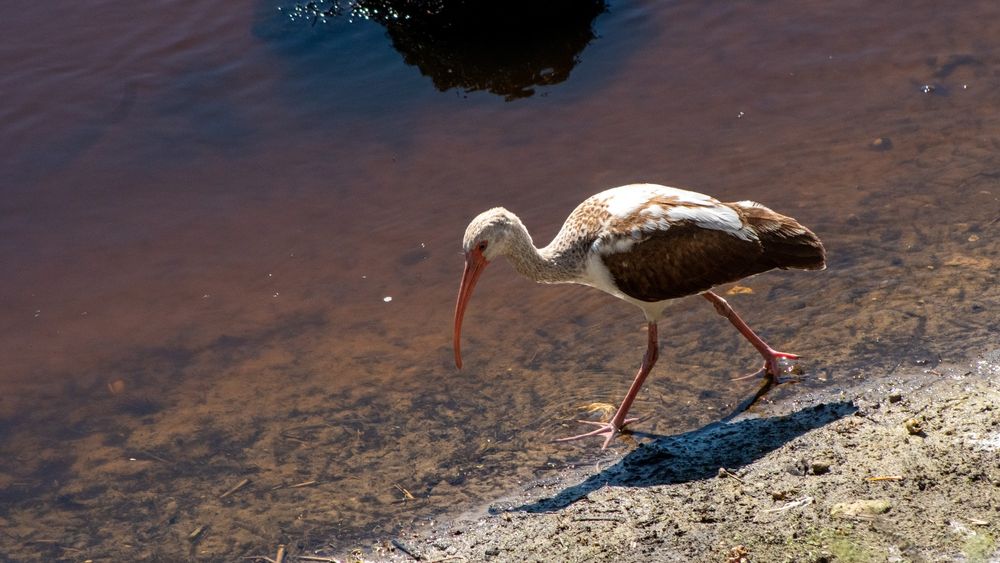 Bird walking the bank of water