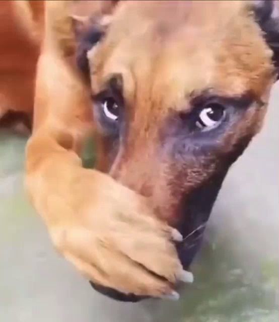 a brown dog is covering its face with its paw .