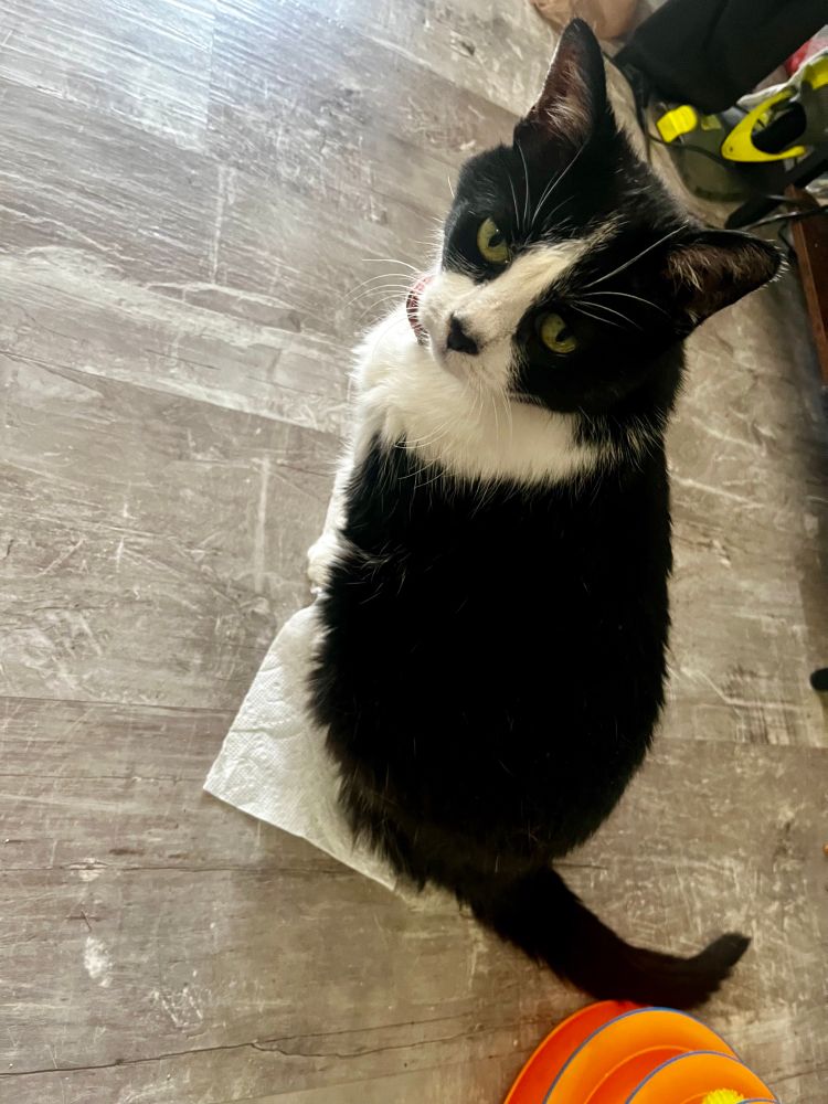Black and white cat sitting on a paper towel on the floor looking into the camera