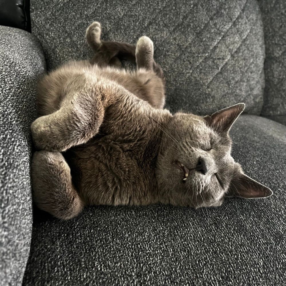 Sleeping kitty with his mouth hanging open, revealing some missing teeth from back in his street cat days 