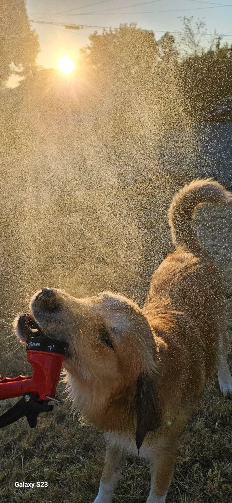 Golden pup bites hose nozzle as mist rises behind her