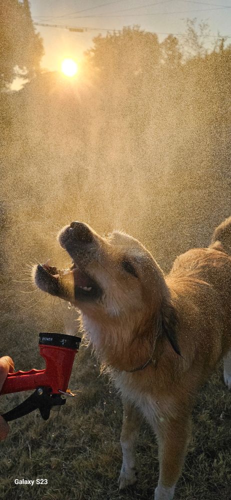 Golden pup opens mouth to bite hose water.