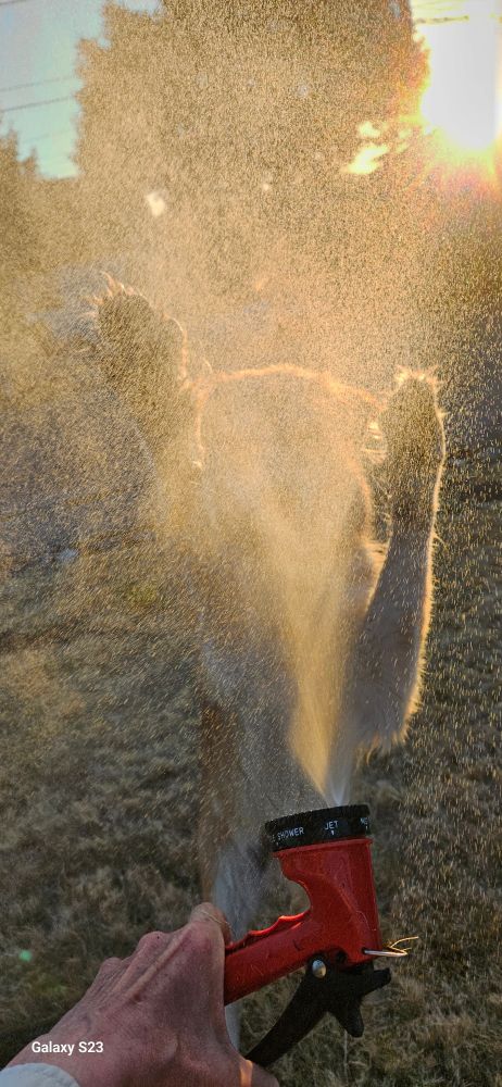 Golden pup rises on hind legs barely visible behind misty hose water.