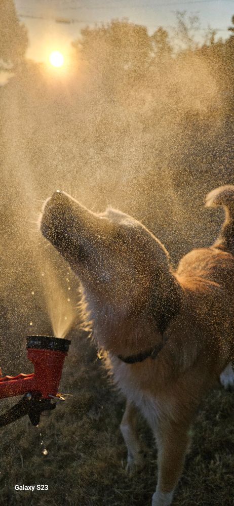 Golden pup with blissful closed eyes relishes misty hose water.