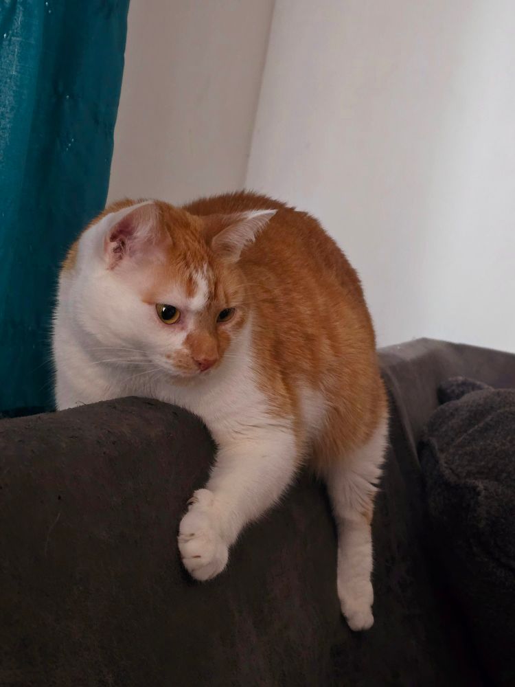 An orange and white cat straddling the back of a couch like he's on a motorcycle. (Changing lanes. Checking for traffic)