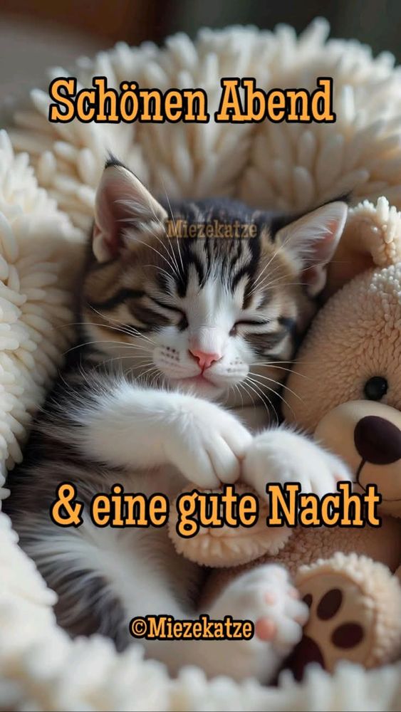 Ein Kl-Bild zeigt braungetigertes Kätzchen mit einem Plüschteddy in einem Kuschelbettchen. Dazu steht:

Schönen Abend 

& eine gute Nacht 


@Miezekatze 