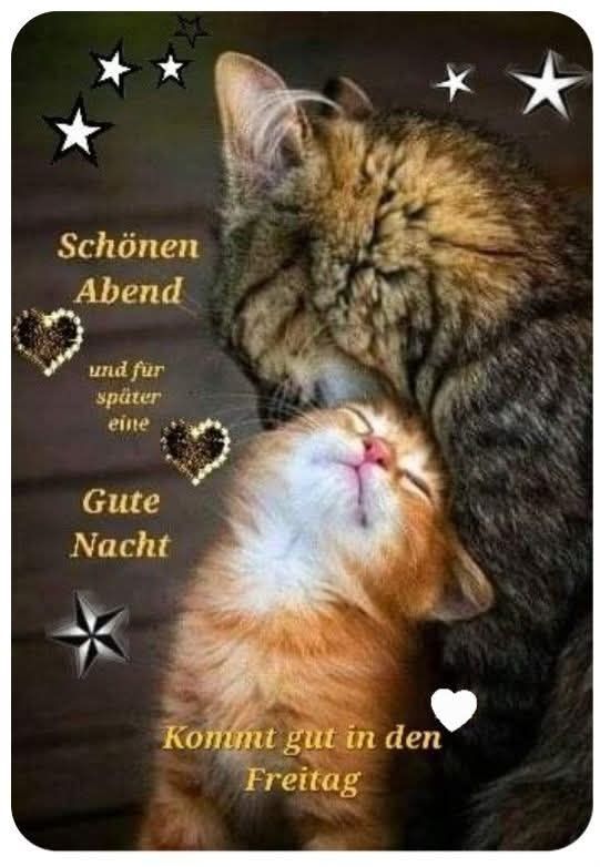 Ein Kl-Bild zeigt eine größeres graugetigerte Katze und ein kleines rothaariges Kätzchen engumschlungen und schmusend. Dazu steht:

Schönen Abend 

und für 
später
eine 

Gute 
Nacht 

Kommt gut in den 
Freitag 