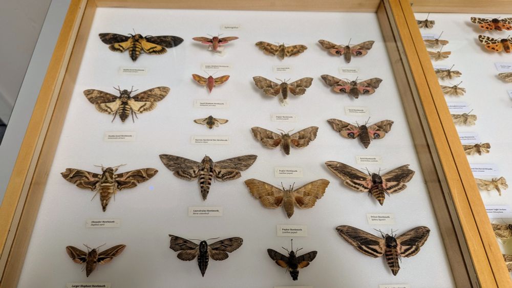 A glass topped display box filled with pinned Hawkmoth specimens 