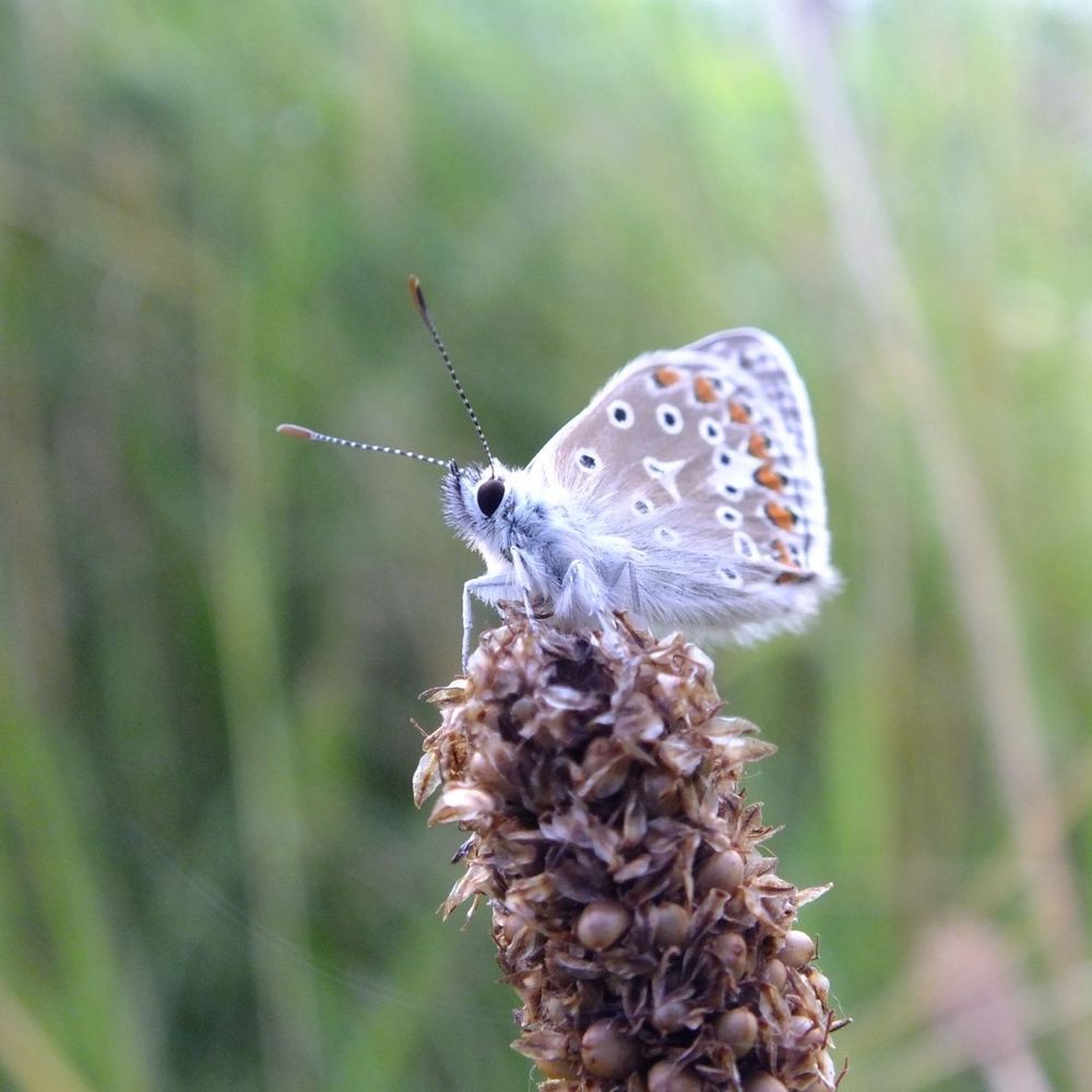 Common blue butterfly sitting on a plantain seed head
