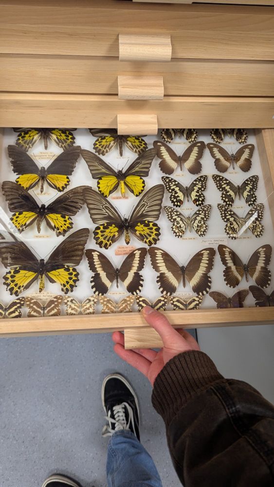 A pulled out drawer display box filled with large, black, white and yellow butterflies