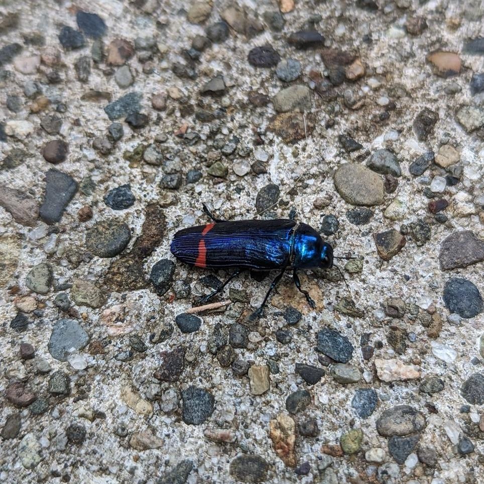 A metallic blue jewel beetle with a red stripe across it's back