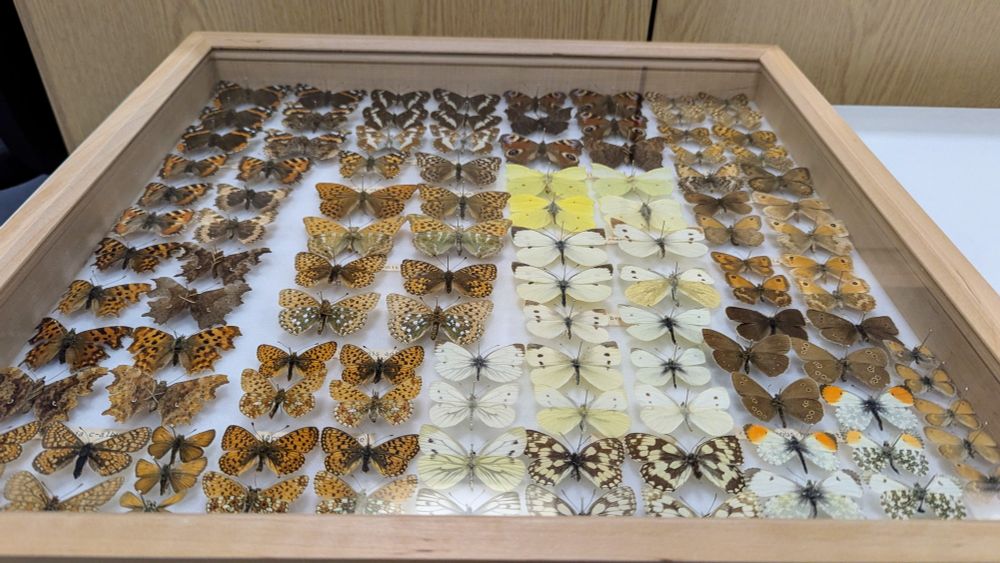 A collection of pinned butterflies from the UK in a glass topped display box