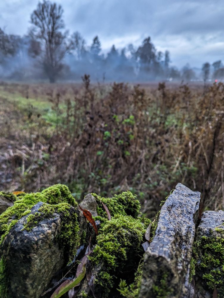 Some mossy rocks with a wintery backdrop of a misty woodland in Bibury village, the Cotswolds, UK.