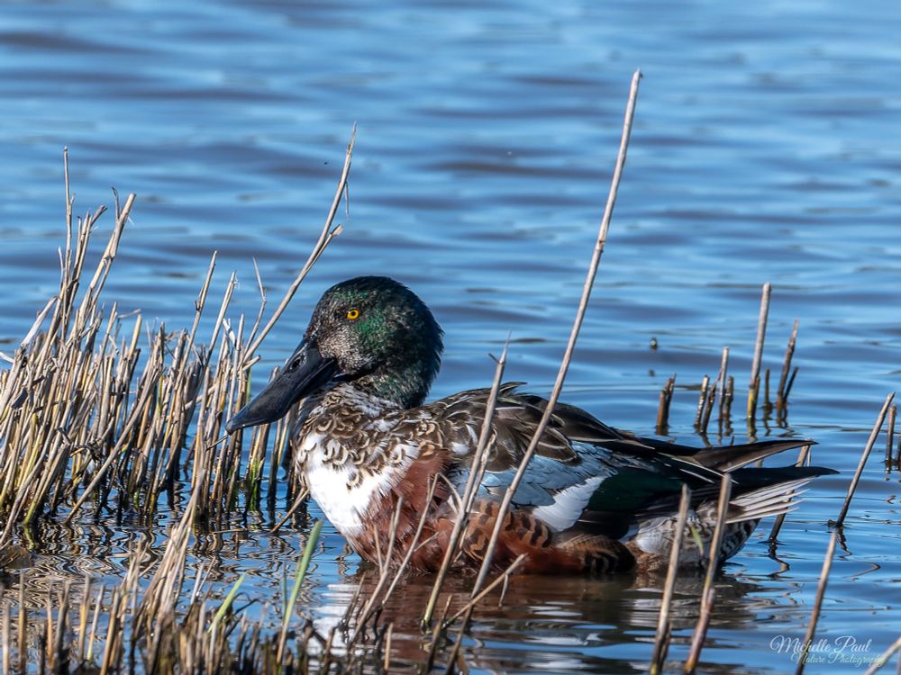 A photo of a duck sitting in blue coloured water, with beige reeds sticking up from the waters edge. The duck has a chestnut and white breast and a green head with yellow eye. Its beak is black, and long and flat. 