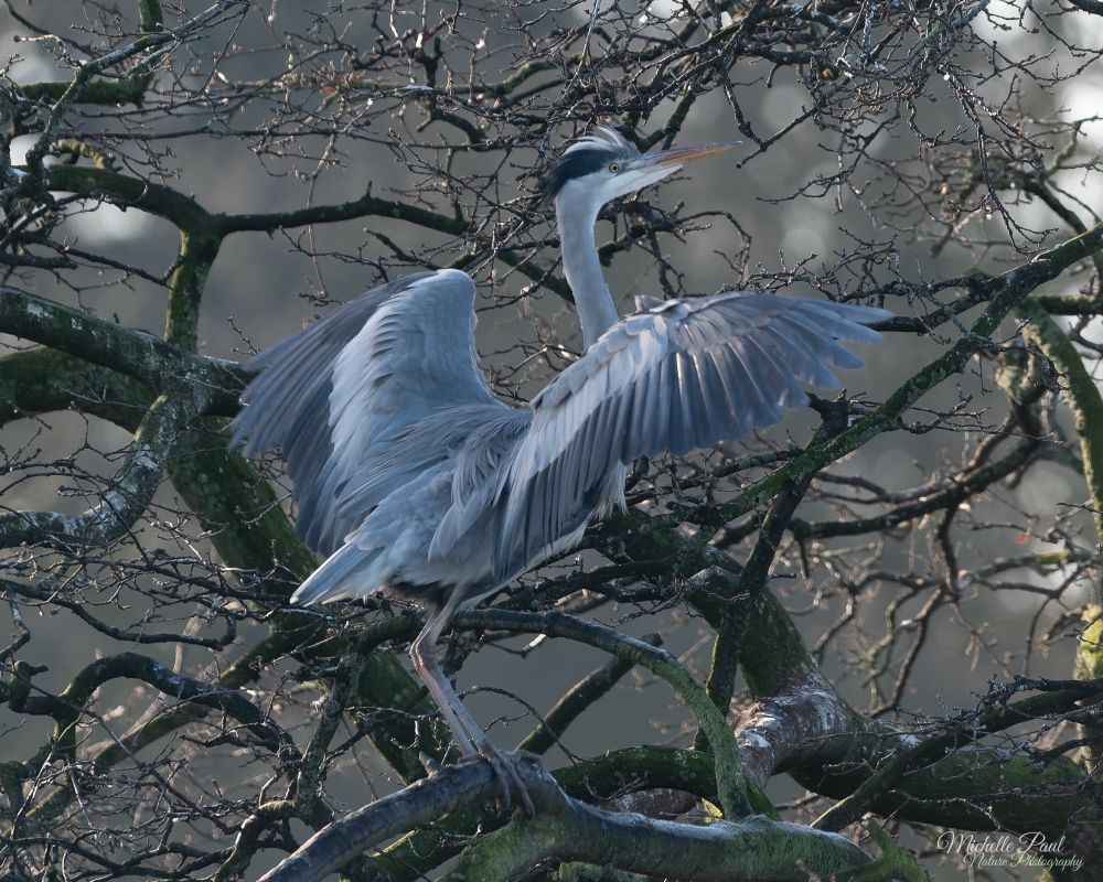 A photo of a large bird perching on a tree trunk. It has its wings expanded and its head forwards and slightly upwards. It has a grey body and wings, a black and white crown and white at the base of the face. Its beak is orange.  