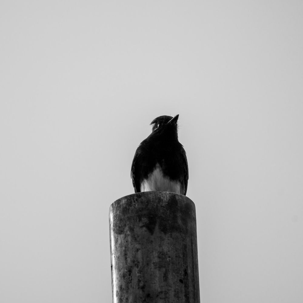 A black phoebe perched on a pole, it's almost a silhouette apart from the glint of it's eye and its white underbelly 