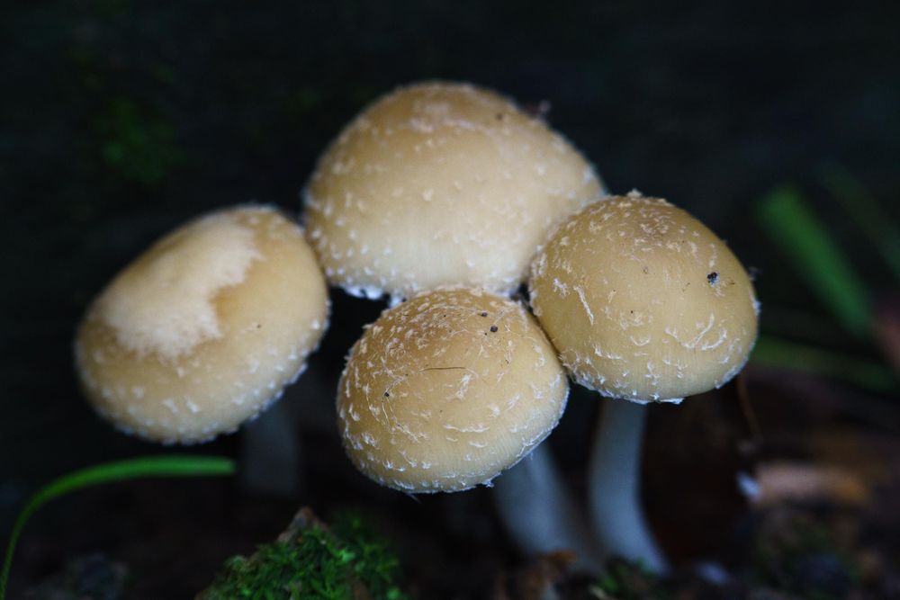 4 small pale brittle stem mushrooms clustered together