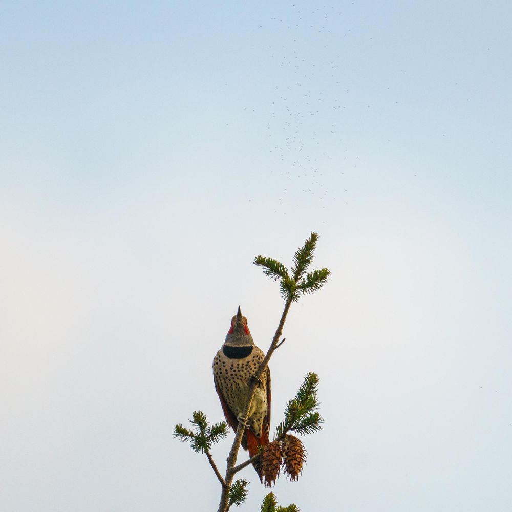 A flicker at the very top of a pine tree. It is looking upwards, showing off its golden spotted chest. Theres a swarm of gnats or midges flying above it.