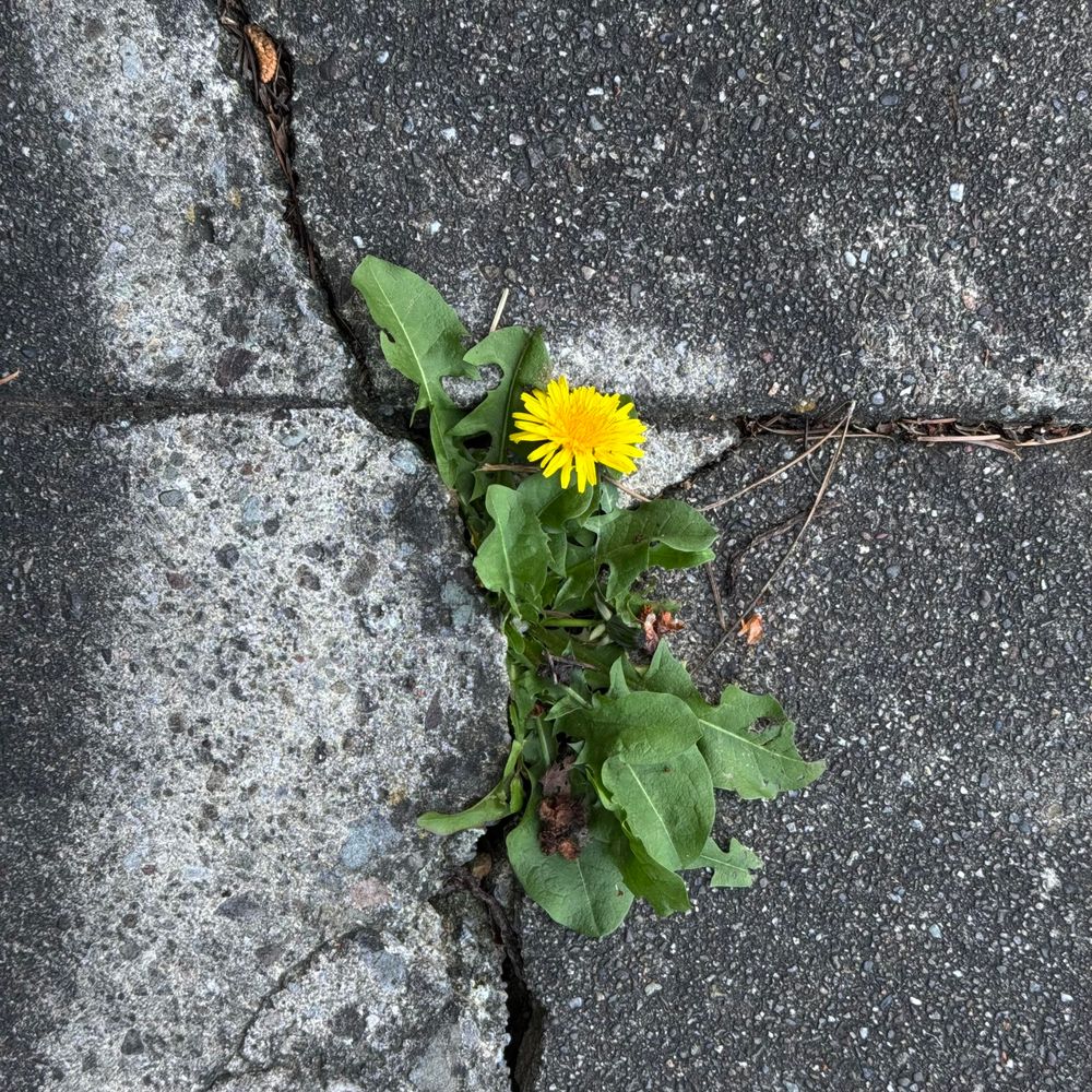 a dandelion breaking up through a crap in the concrete 