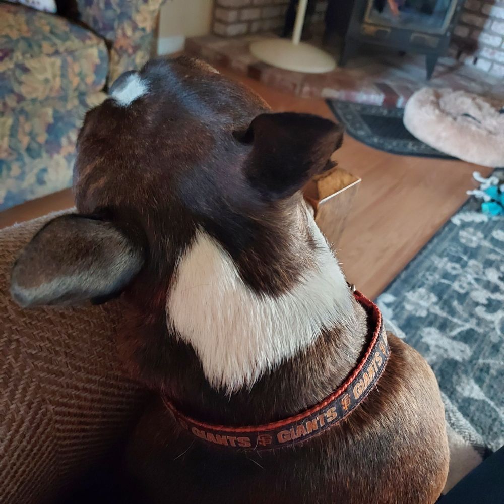 Boston terrier with his head laying against a chair, facing away from the camera and the front door
