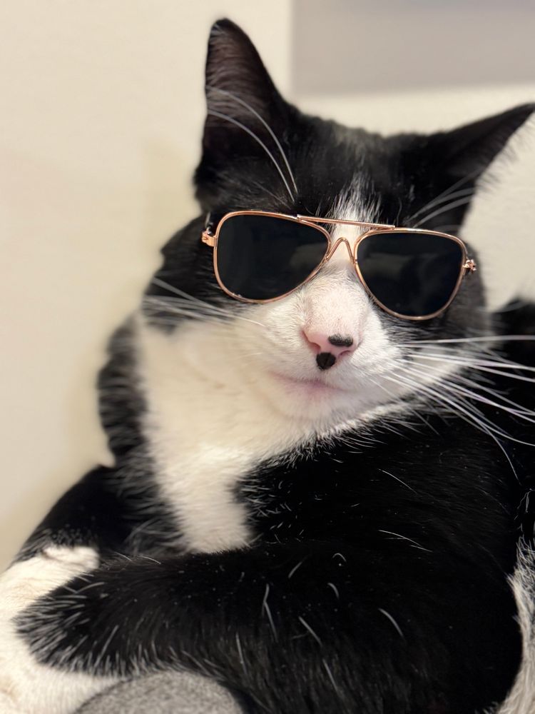 A cool looking tuxedo cat wearing sunglasses