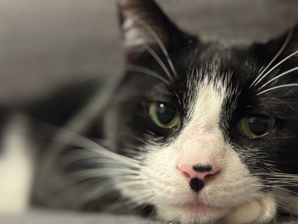 Tuxedo cat resting 