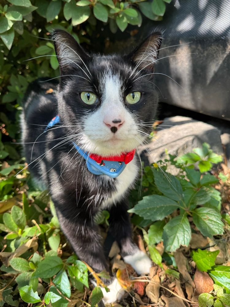 Tuxedo cat in the garden looking at the camera