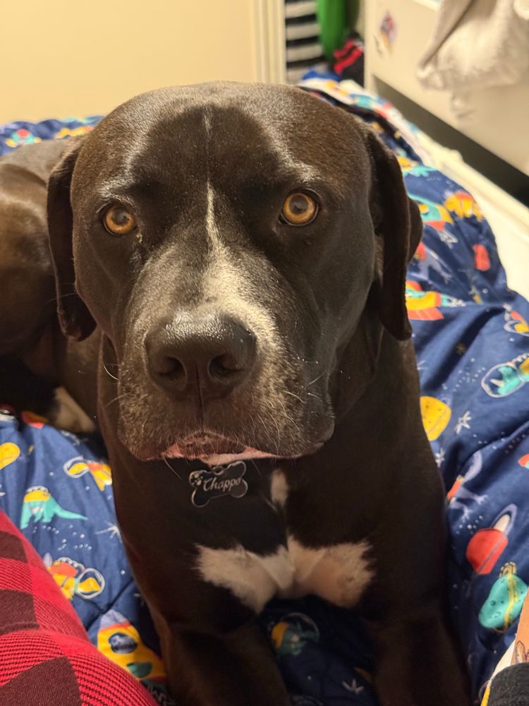 A black staffy/ pitbull x mastiff is laying on a bed facing the camera with beautiful brown eyes. He has a patch of white on his chest and a white line up his muzzle.