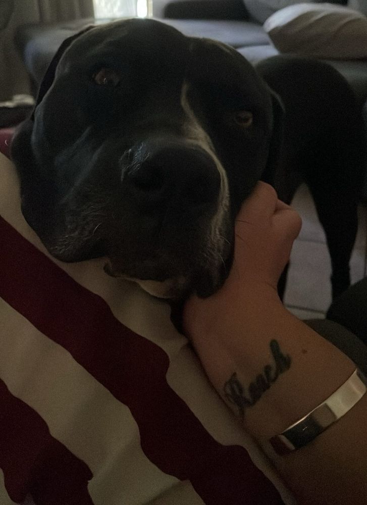 A large black staffy mastiff x dog lays his giant velvet head on a pair of legs wearing purple & white striped pyjama pants. He looks at the camera with a soulful expression.